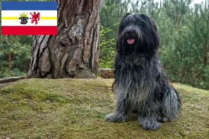 Read more about the article Mecklenburg-Vorpommern’de Schapendoes yetiştiricileri ve köpek yavruları
