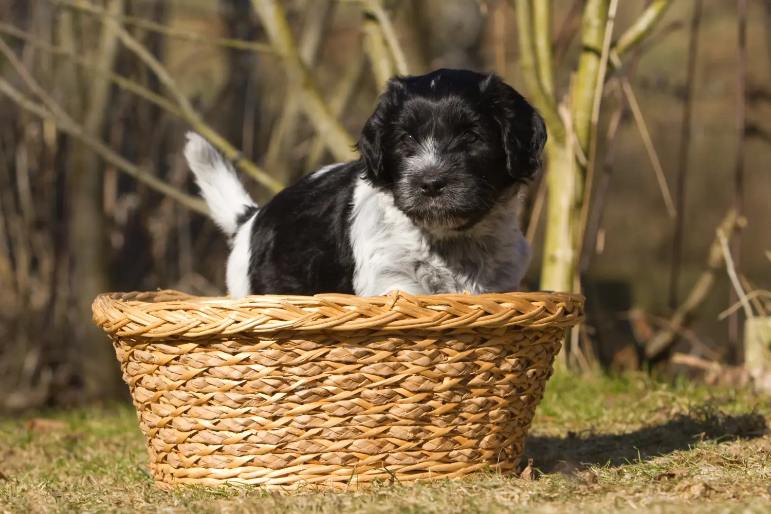 Bir Schapendoes yavrusu satın almak sorumluluk almak demektir! Schapendoes yavru köpekleri satın alın.