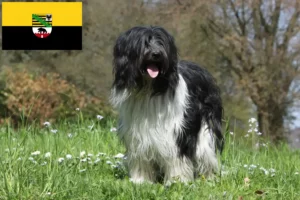 Read more about the article Saksonya-Anhalt’da Schapendoes yetiştiricileri ve köpek yavruları
