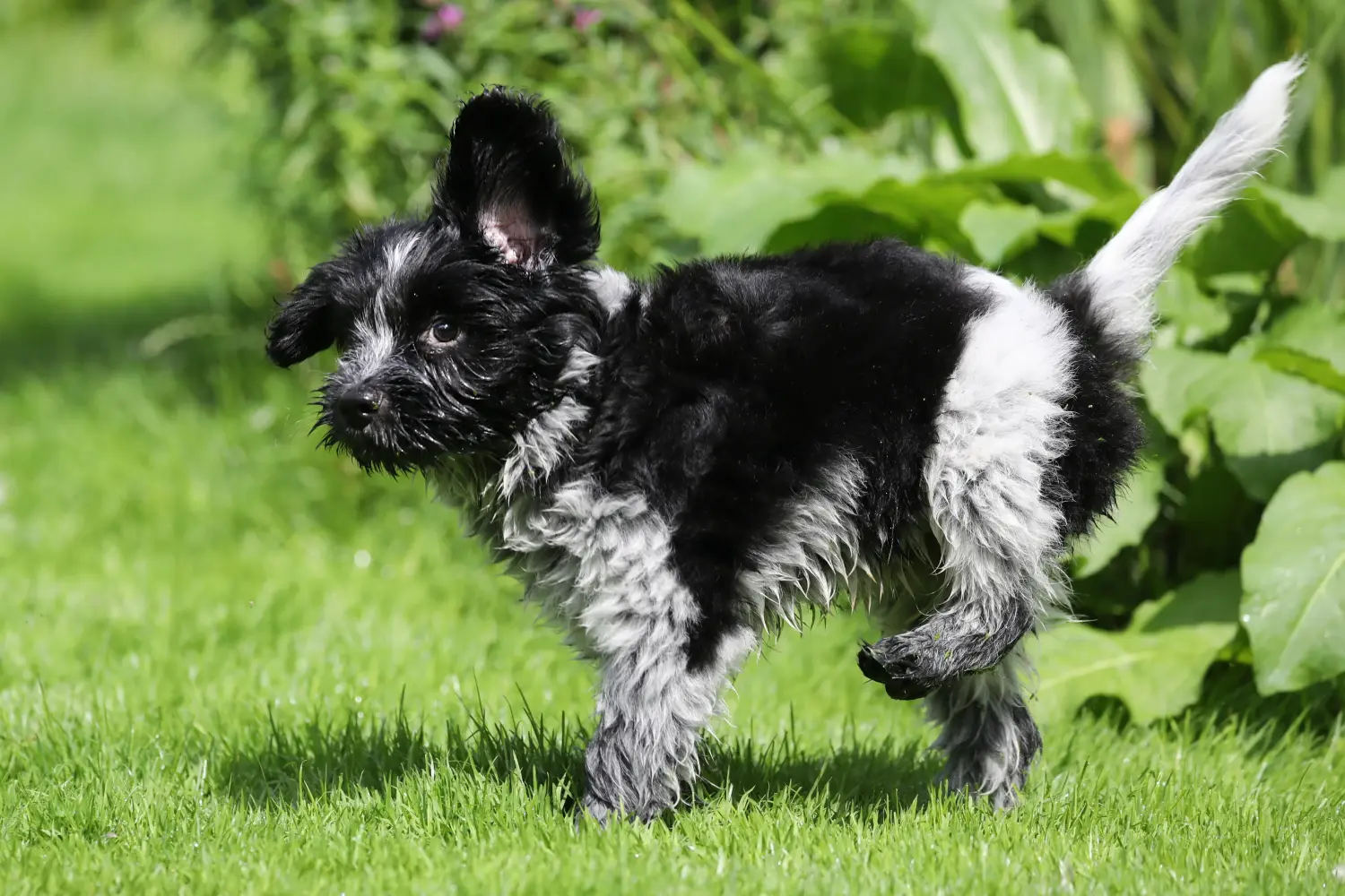 Bir Schapendoes yavrusu satın almak sorumluluk almak demektir! Schapendoes yavru köpekleri satın alın.