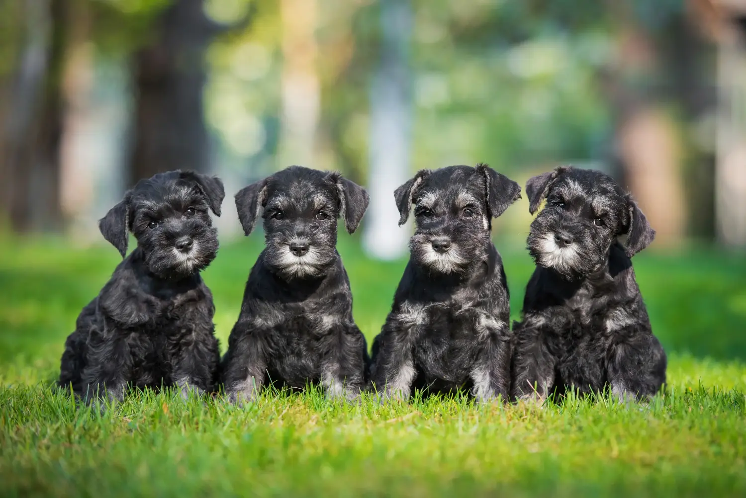 Bir Schnauzer yavrusu satın almak sorumluluk almak demektir! Schnauzer yavruları satın alın.