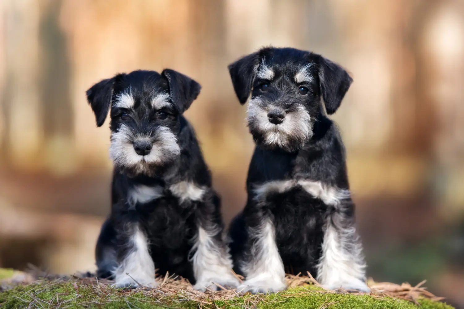 Bir Schnauzer yavrusu satın almak sorumluluk almak demektir! Schnauzer yavruları satın alın.