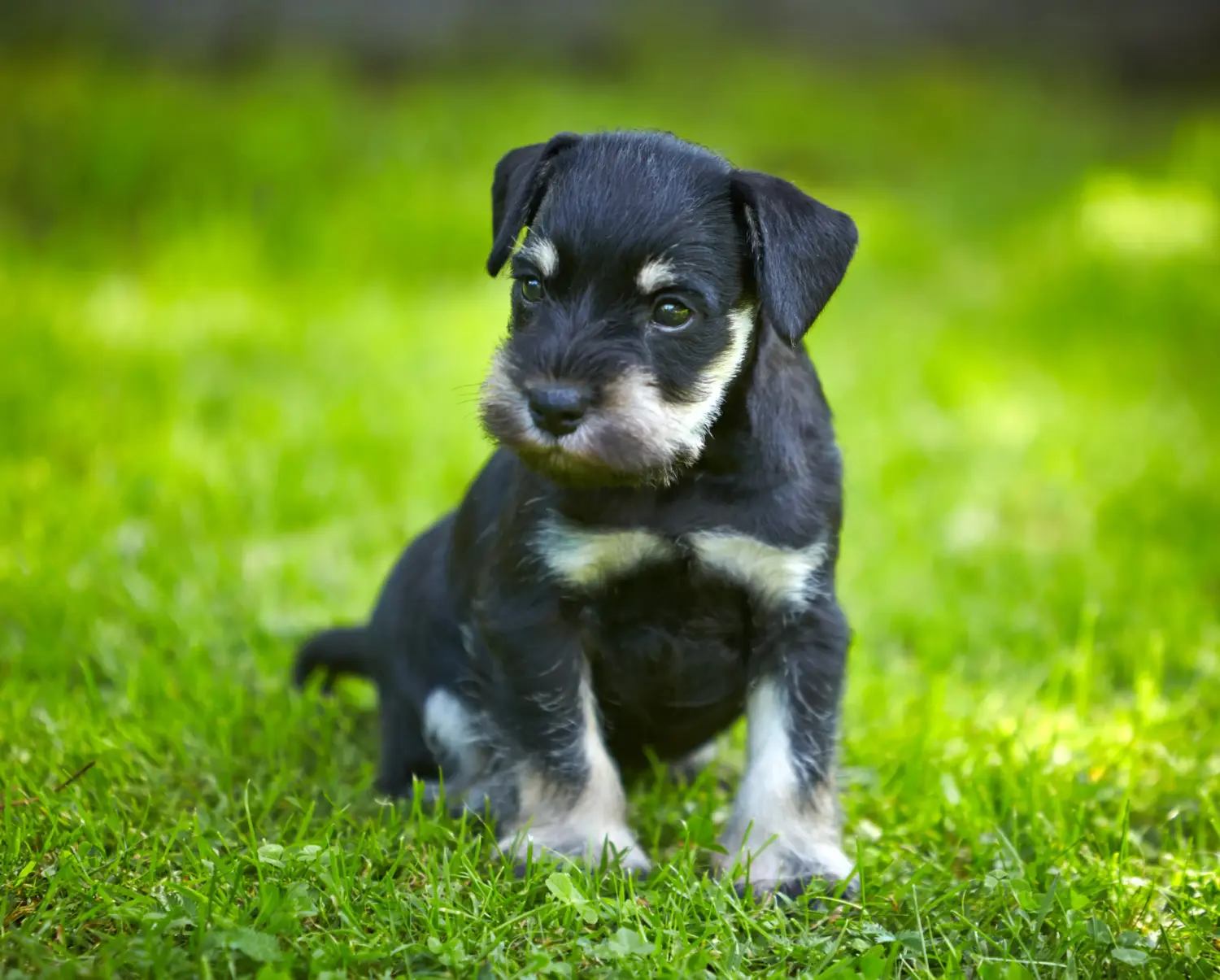 Bir Schnauzer yavrusu satın almak sorumluluk almak demektir! Schnauzer yavruları satın alın.