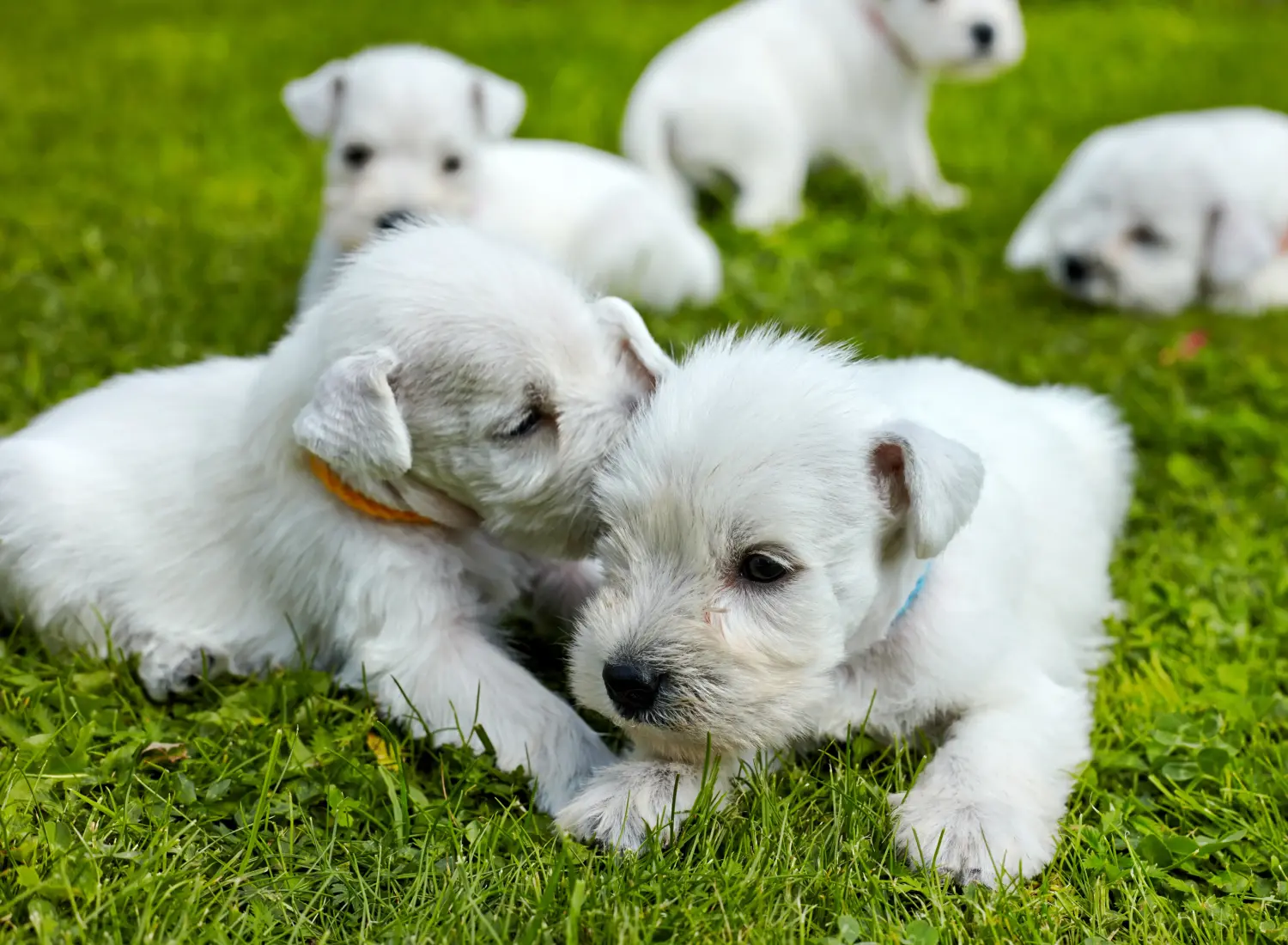 Bir Schnauzer yavrusu satın almak sorumluluk almak demektir! Schnauzer yavruları satın alın.