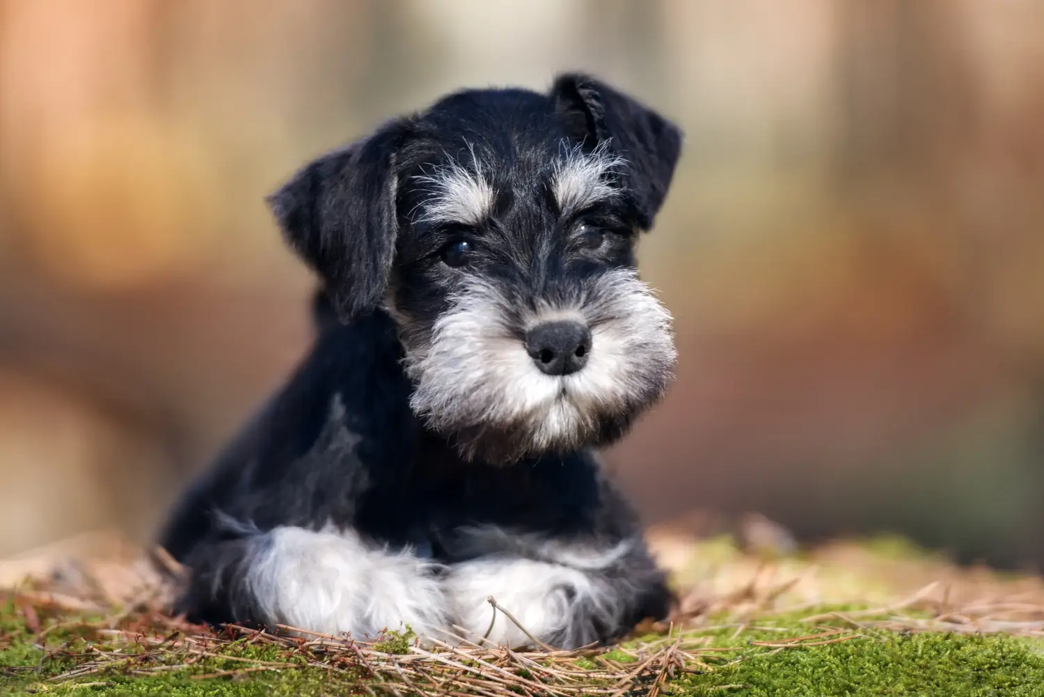 Bir Schnauzer yavrusu satın almak sorumluluk almak demektir! Schnauzer yavruları satın alın.