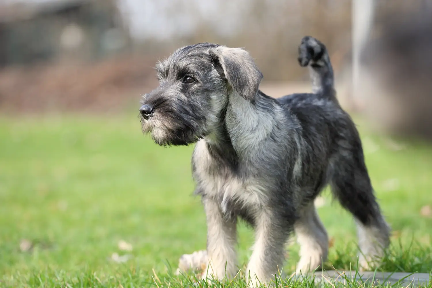 Bir Schnauzer yavrusu satın almak sorumluluk almak demektir! Schnauzer yavruları satın alın.