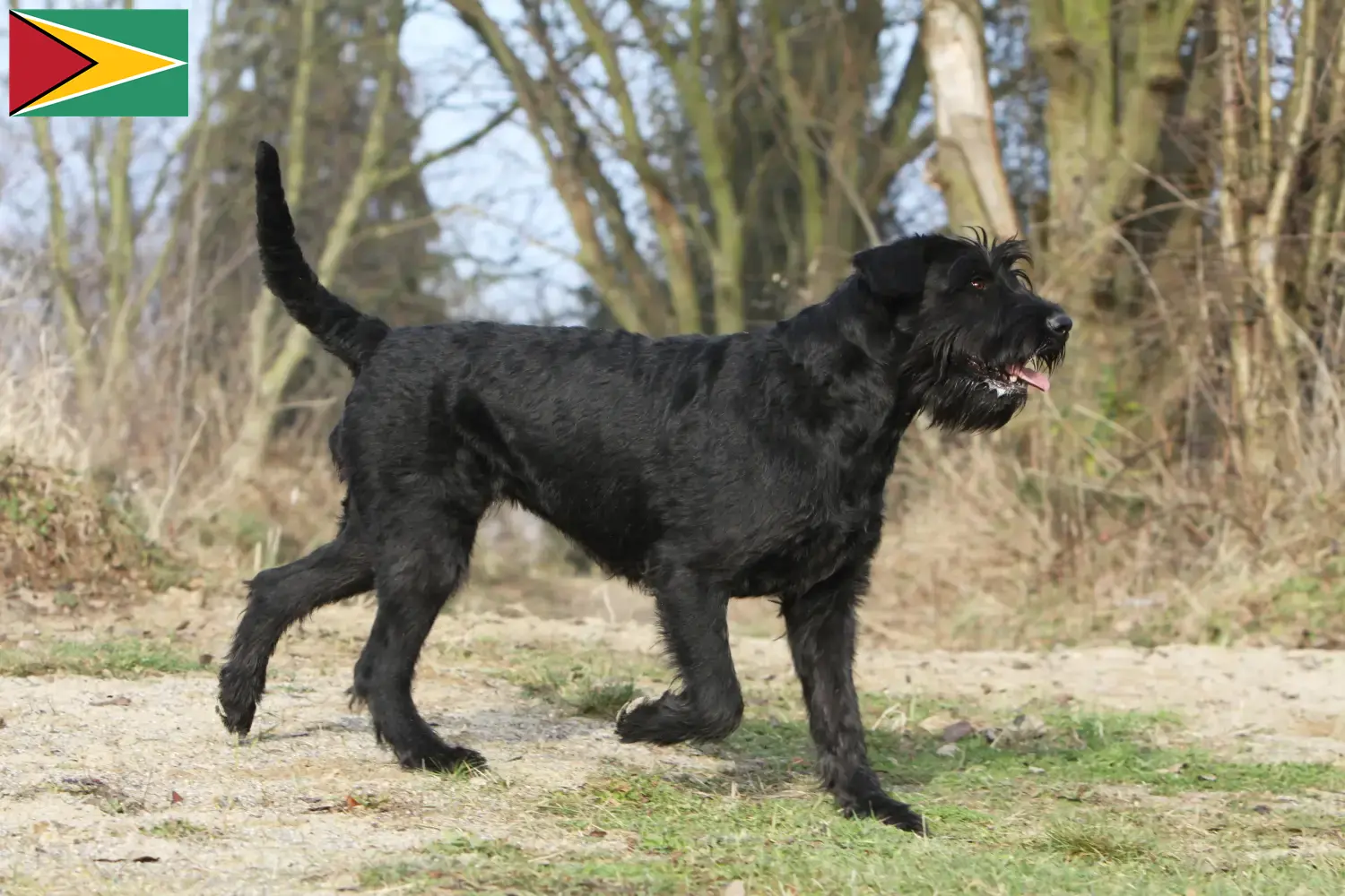 Read more about the article Guyana’da Schnauzer yetiştiricileri ve köpek yavruları