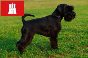Read more about the article Hamburg’da Schnauzer yetiştiricileri ve köpek yavruları