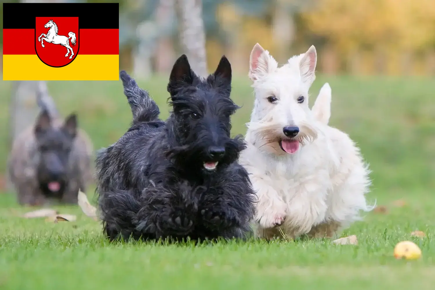 Read more about the article Aşağı Saksonya’da Scottish Terrier yetiştiricileri ve köpek yavruları