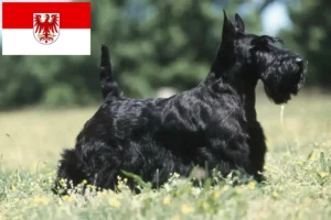 Read more about the article Brandenburg’da Scottish Terrier yetiştiricileri ve köpek yavruları