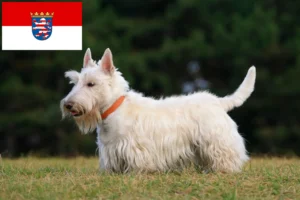 Read more about the article Hessen’de Scottish Terrier yetiştiricileri ve köpek yavruları