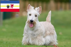 Read more about the article Mecklenburg-Vorpommern’de Scottish Terrier yetiştiricileri ve köpek yavruları