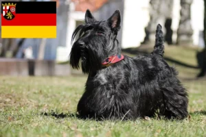 Read more about the article Rheinland-Pfalz’da Scottish Terrier yetiştiricileri ve köpek yavruları