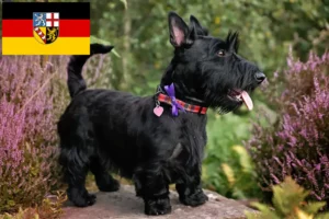 Read more about the article Saarland’da Scottish Terrier yetiştiricileri ve köpek yavruları