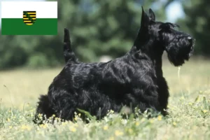 Read more about the article Saksonya’da Scottish Terrier yetiştiricileri ve köpek yavruları