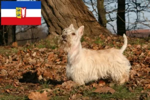 Read more about the article Schleswig-Holstein’da Scottish Terrier yetiştiricileri ve köpek yavruları