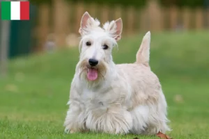 Read more about the article İtalya’da Scottish Terrier yetiştiricileri ve köpek yavruları