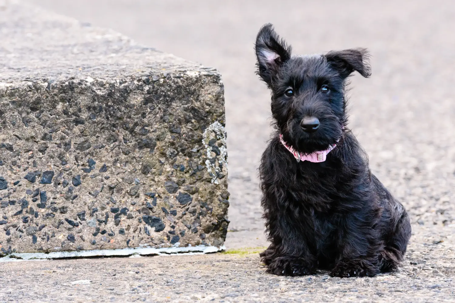 Scottish Terrier yavrusu satın almak sorumluluk almak demektir! Scottish Terrier yavru köpek satın alın.