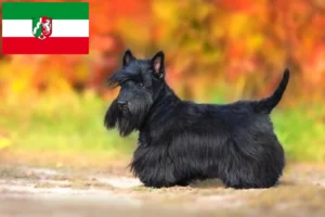 Read more about the article Kuzey Ren-Vestfalya’da Scottish Terrier yetiştiricileri ve köpek yavruları