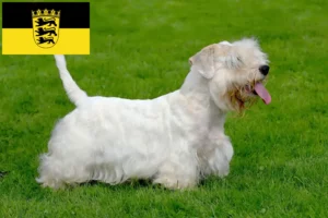 Read more about the article Baden-Württemberg’de Sealyham Terrier yetiştiricileri ve köpek yavruları