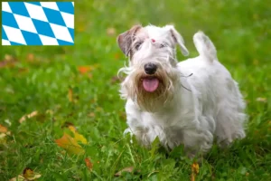 Read more about the article Bavyera’da Sealyham Terrier yetiştiricileri ve köpek yavruları