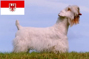 Read more about the article Brandenburg’da Sealyham Terrier yetiştiricileri ve köpek yavruları