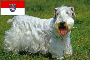 Read more about the article Hessen’de Sealyham Terrier yetiştiricileri ve köpek yavruları
