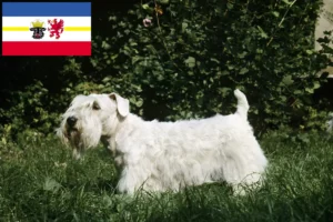 Read more about the article Mecklenburg-Vorpommern’de Sealyham Terrier yetiştiricileri ve köpek yavruları