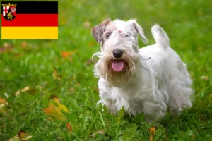 Read more about the article Rheinland-Pfalz’da Sealyham Terrier yetiştiricileri ve köpek yavruları