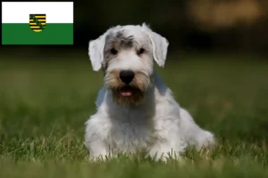 Read more about the article Saksonya’da Sealyham Terrier yetiştiricileri ve köpek yavruları