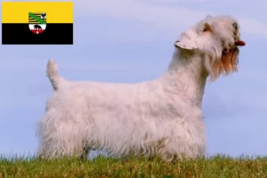 Read more about the article Saksonya-Anhalt’da Sealyham Terrier yetiştiricileri ve köpek yavruları
