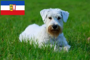 Read more about the article Schleswig-Holstein’da Sealyham Terrier yetiştiricileri ve köpek yavruları
