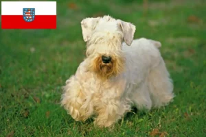 Read more about the article Thüringen’de Sealyham Terrier yetiştiricileri ve köpek yavruları