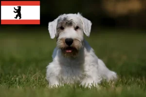Read more about the article Berlin’de Sealyham Terrier yetiştiricileri ve köpek yavruları