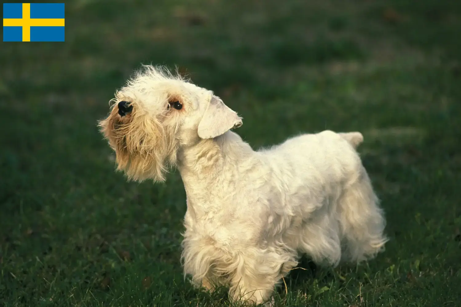 Read more about the article İsveç’te Sealyham Terrier yetiştiricileri ve köpek yavruları