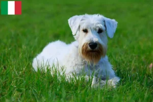 Read more about the article İtalya’da Sealyham Terrier yetiştiricileri ve köpek yavruları