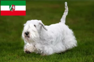 Read more about the article Kuzey Ren-Vestfalya’da Sealyham Terrier yetiştiricileri ve köpek yavruları