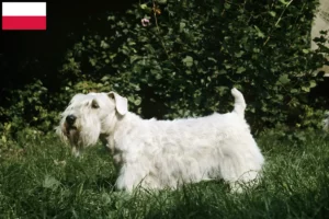 Read more about the article Polonya’da Sealyham Terrier yetiştiricileri ve köpek yavruları