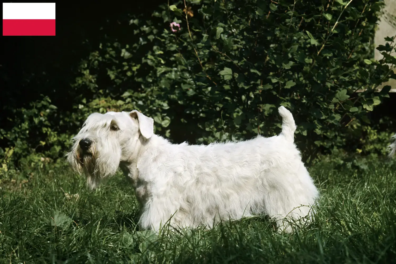 Read more about the article Polonya’da Sealyham Terrier yetiştiricileri ve köpek yavruları