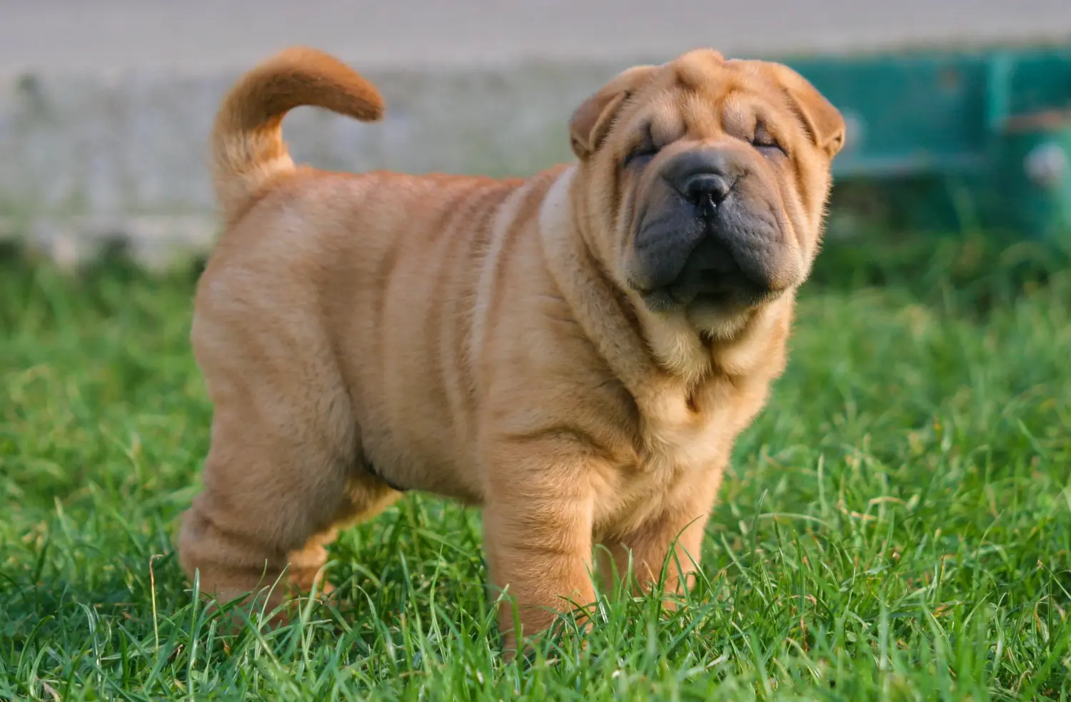 Bir Shar-Pei yavrusu satın almak sorumluluk almak demektir! Shar-Pei yavruları satın alın.