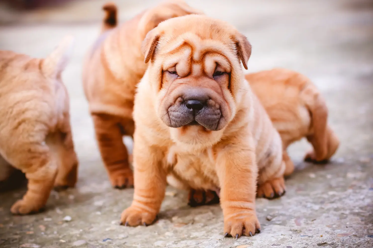 Bir Shar-Pei yavrusu satın almak sorumluluk almak demektir! Shar-Pei yavruları satın alın.