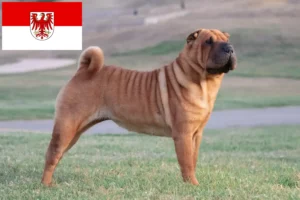 Read more about the article Brandenburg’da Shar-Pei yetiştiricileri ve köpek yavruları