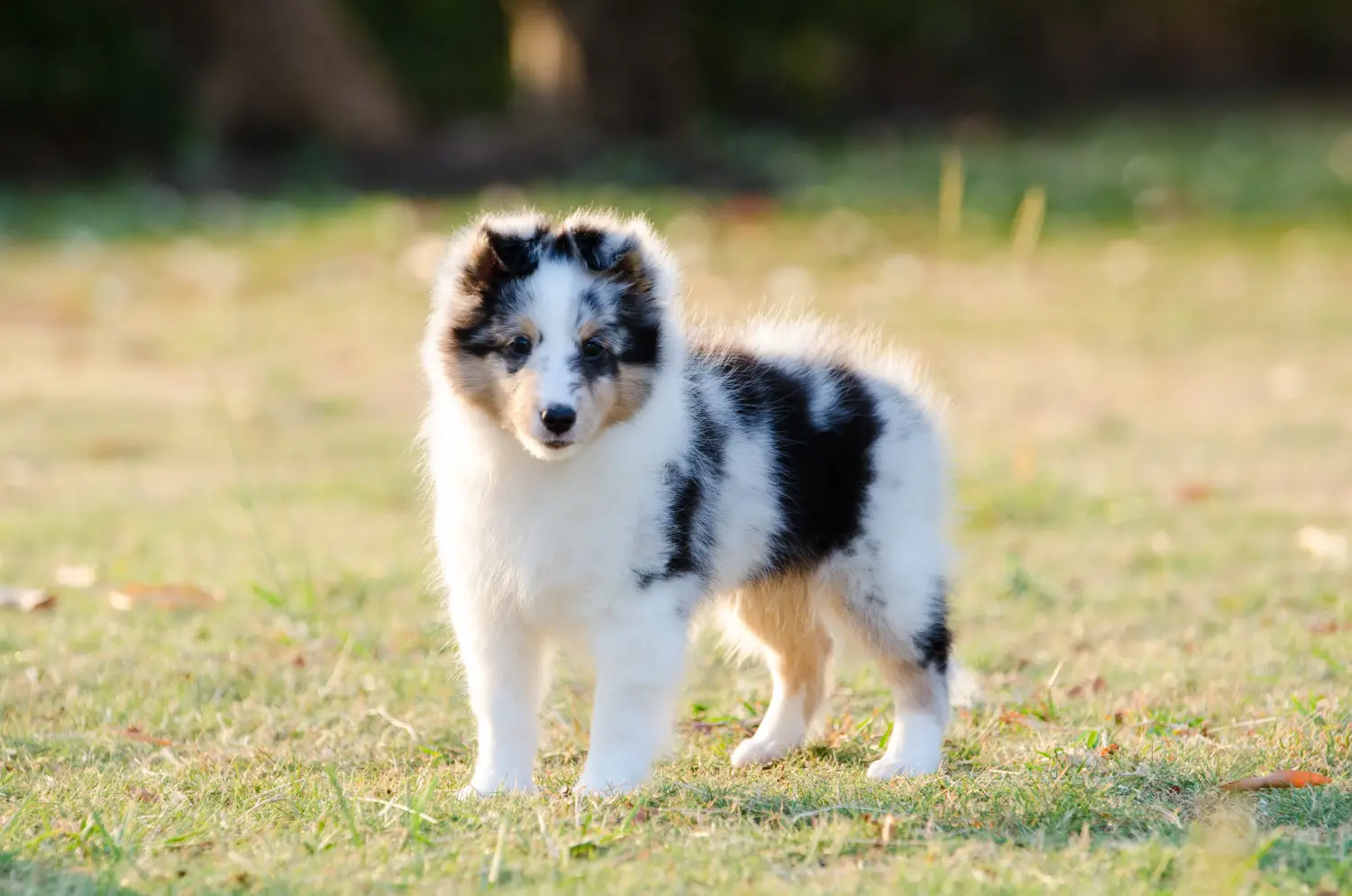 Bir Sheltie yavrusu satın almak sorumluluk almak demektir! Sheltie yavruları satın alın.