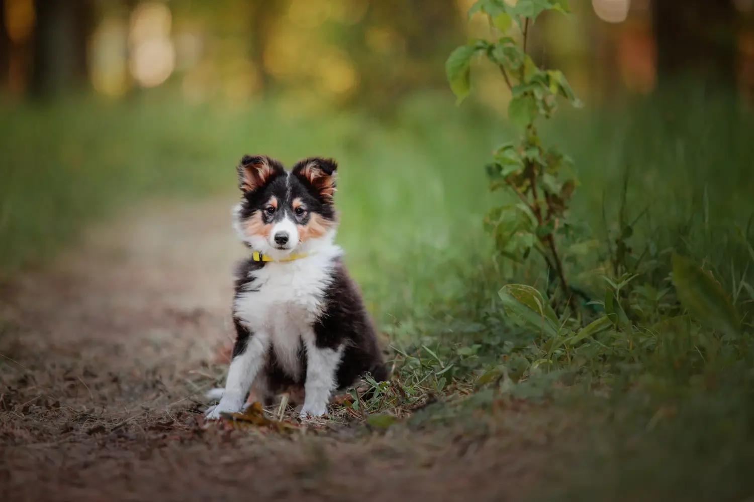 Bir Sheltie yavrusu satın almak sorumluluk almak demektir! Sheltie yavruları satın alın.
