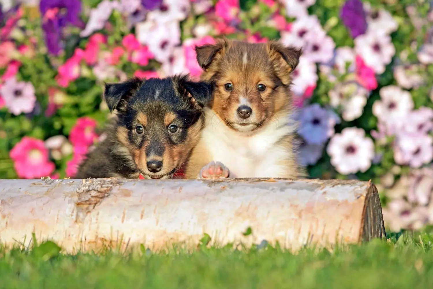 Bir Sheltie yavrusu satın almak sorumluluk almak demektir! Sheltie yavruları satın alın.