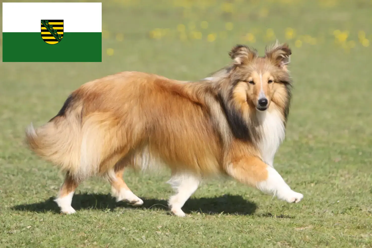 Sheltie yavru köpek ve yetiştiricileri Saksonya Burada Saksonya'daki Shelties yetiştiricilerini bulabilirsiniz.