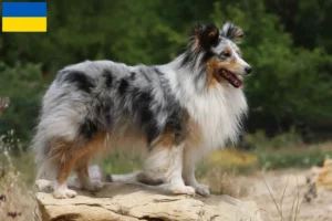 Read more about the article Ukrayna’da Sheltie yetiştiricileri ve köpek yavruları