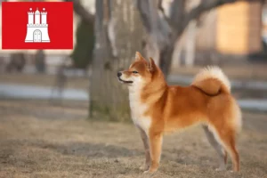 Read more about the article Hamburg’da Shiba yetiştiricileri ve köpek yavruları
