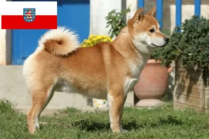 Read more about the article Thüringen’deki Shiba yetiştiricileri ve köpek yavruları