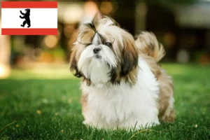Read more about the article Berlin’de Shih Tzu yetiştiricileri ve köpek yavruları